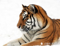 2021年生肖,稳健前行，收获丰硕